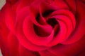 Rose. Royalty Free Stock Photo