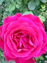 Rose is a beautiful red flower! Royalty Free Stock Photo