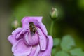 Rose the beautiful summer flower close up at sunny day Royalty Free Stock Photo