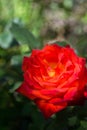 Rose_beauty Royalty Free Stock Photo