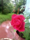 A rose beauty Rain