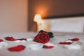 Rose on the bed in the hotel rooms. Rose and her petals on the bed for a romantic evening Royalty Free Stock Photo