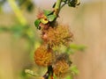 The rose bedeguar gall on dog rose, Rosa canina, caused by the gall wasp, Diplolepis rosae