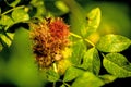 Rose bedeguar gall, mature gall on a dog rose