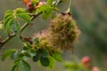 Rose bedeguar gall, Robin\'s pincushion gall, moss galls Diplolepis rosae on rose
