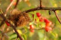 Rose bedeguar gall (Robin`s pincushion, mossy rose gall, or simply moss gall), caused by the gall wasp Diplolepis rosae