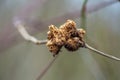 Rose bedeguar gall on a wild rose, parasitic insect structure on a plant