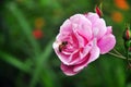 Rose and bee, MocChau, Vietnam Royalty Free Stock Photo