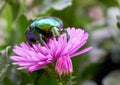 Rose beetle Cetonia aurata on a pink flower