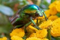 Rose beetle Cetonia aurata on a yellow flower