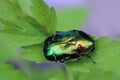 The rose beetle