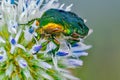 Rose chafer Royalty Free Stock Photo