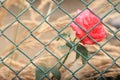 Rose behind the fence