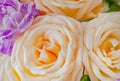 Rose, beige petals of flower buds in bouquet close-up