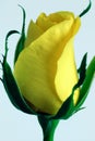 Rose bird,yellow