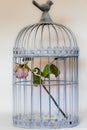 Rose in birds cage Royalty Free Stock Photo