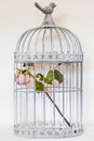 Rose in birds cage Royalty Free Stock Photo