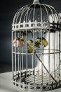 Rose in birds cage Royalty Free Stock Photo