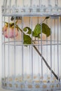 Rose in birds cage Royalty Free Stock Photo