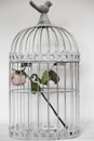 Rose in birds cage Royalty Free Stock Photo