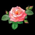 Rose on Black Background