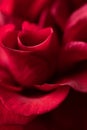 Rose on Black Background Ã¢â¬â Red Flower, High Resolution Photography