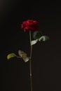 Rose on Black Background Ã¢â¬â Red Flower, High Resolution Photography