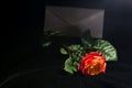 Rose on black velvet clean Royalty Free Stock Photo