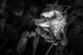 Rose in black and white on rainy day Royalty Free Stock Photo