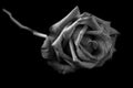 Rose black and white. Royalty Free Stock Photo