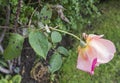 Rose with blackspot fungal disease Royalty Free Stock Photo