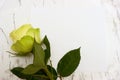 Rose on a blank leaf paper Royalty Free Stock Photo