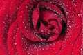 Rose bloom macro Royalty Free Stock Photo