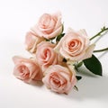 Subtle Hues: A Bunch Of Pink Roses On A White Background