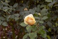 Rose bloom - single peach bud Royalty Free Stock Photo