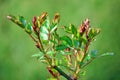 Rose Blooming Blossom Flower Bush Stock Photo Royalty Free Stock Photo