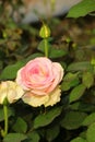 Blooming rose and it`s bud in a rose garden. Royalty Free Stock Photo