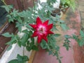 The rose blooming in the potted red rose plant in my garden. Royalty Free Stock Photo