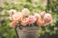 Rose blooming in summer garden. Pink roses flowers growing outdoors Royalty Free Stock Photo