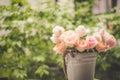 Rose blooming in summer garden. Pink roses flowers growing outdoors Royalty Free Stock Photo