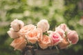 Rose blooming in summer garden. Pink roses flowers growing outdoors Royalty Free Stock Photo