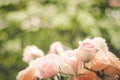 Rose blooming in summer garden. Pink roses flowers growing outdoors Royalty Free Stock Photo