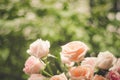 Rose blooming in summer garden. Pink roses flowers growing outdoors Royalty Free Stock Photo