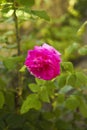 Rose blooming in summer garden. Pink roses flowers growing outdoors. Nature, blossoming flower Royalty Free Stock Photo