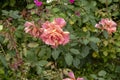 Rose blooms - Pink and yellow variegation