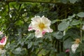 Rose blooms - White and pink variegation Royalty Free Stock Photo