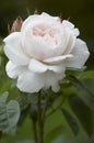 Rose Blossom Royalty Free Stock Photo