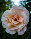 Rose in the bloom