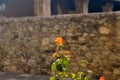 Rose Blossom and Ancient Wall