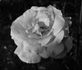 Rose blossom in black and white